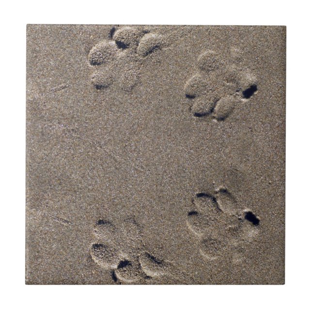 Paw Prints in the Sand Dog Pet Ceramic Tile (Front)