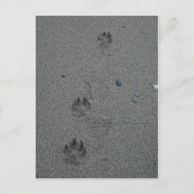 Paw Prints in the Sand Postcard (Front)