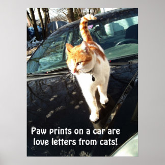 Paw Prints On A Car Are Love Letters From Cats