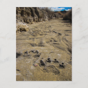 paw prints postcard