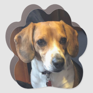 Paw Shaped Beagle Car Magnet