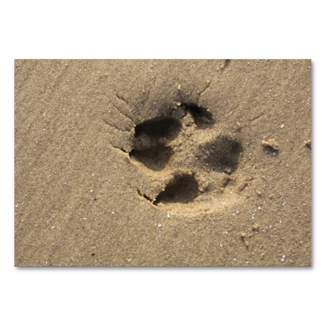 Paw track table number (Front)
