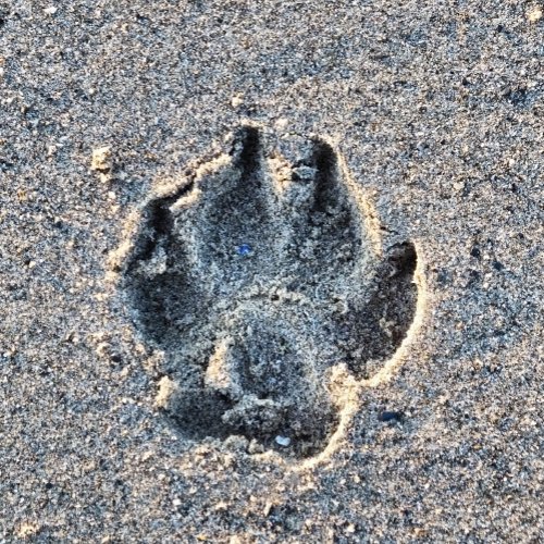 PAWPRINT IN THE SAND    COASTER
