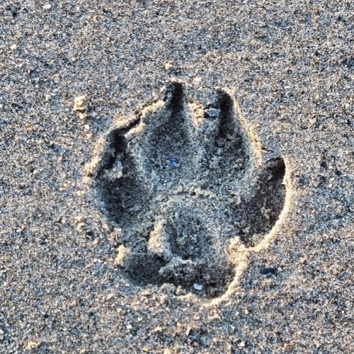 PAWPRINT IN THE SAND  DOORMAT