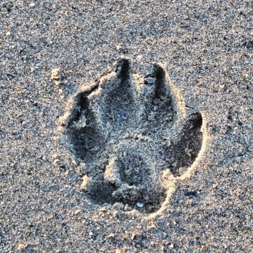 PAWPRINT IN THE SAND  JIGSAW PUZZLE