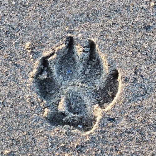 PAWPRINT IN THE SAND    PopSocket