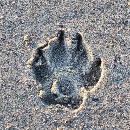 PAWPRINT IN THE SAND    PopSocket