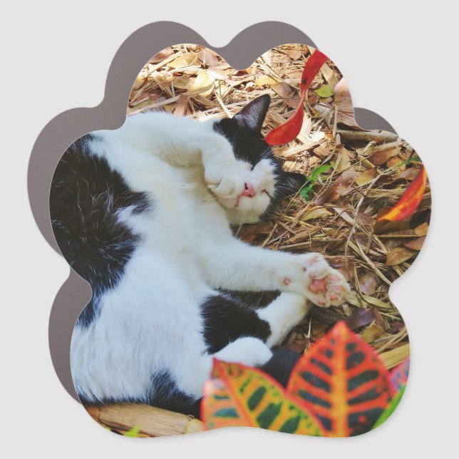 Paws Cat Car Magnet (Front)