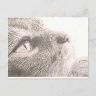 Paws For Thought Postcard