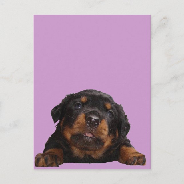 Paws For Thought Postcard (Front)