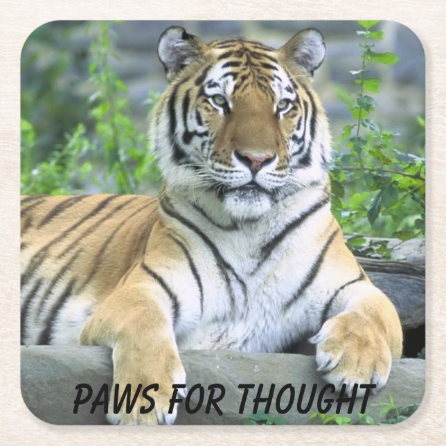 Paws for Thought Tiger Square Paper Coaster (Front)