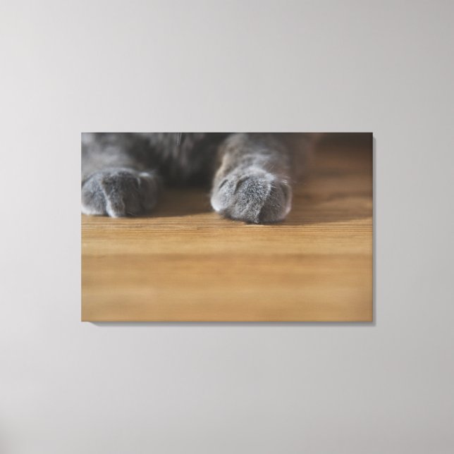 Paws of cat canvas print (Front)