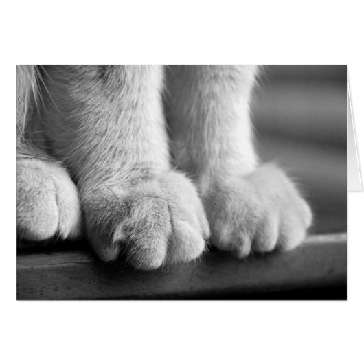 Paws of Legend Cards (Front Horizontal)
