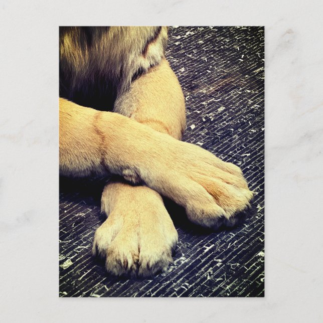 Paws Postcard (Front)