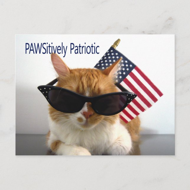 PAWSitively Patriotic Cat Postcard (Front)