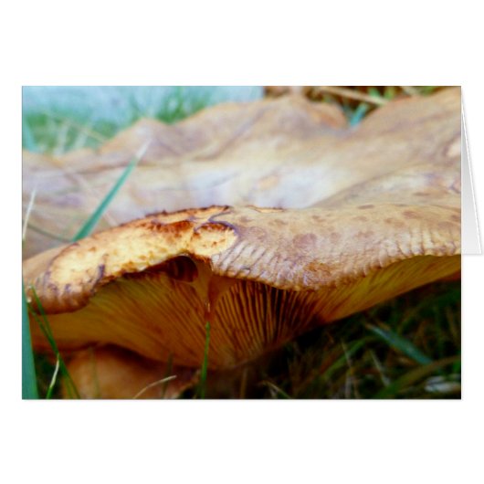 Paxillus involutus cards (Front Horizontal)