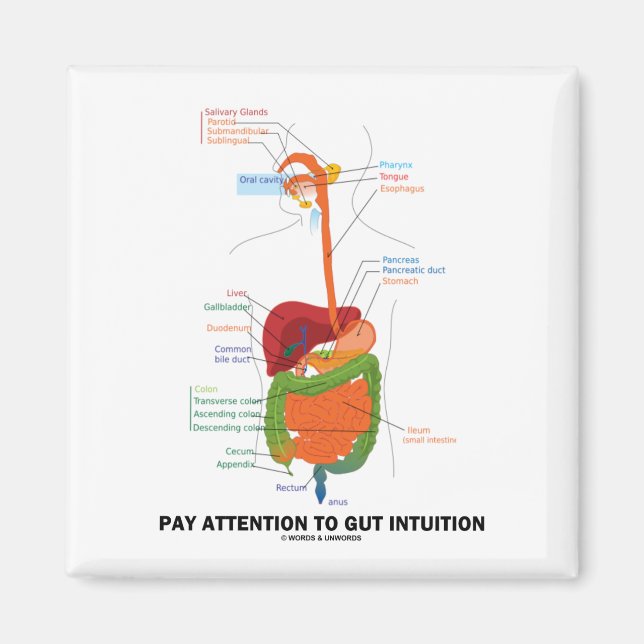 Pay Attention To Gut Intuition (Digestive System) Magnet (Front)