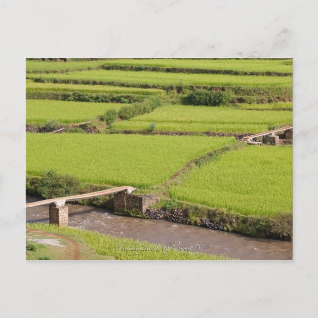 Paysage de rizières à Madagascar Postcard (Front)