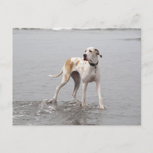 PDXDanes Fynn Postcard 2011 (Front)