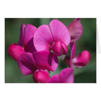 Pea Blossoms by OrcaWatcher at Zazzle