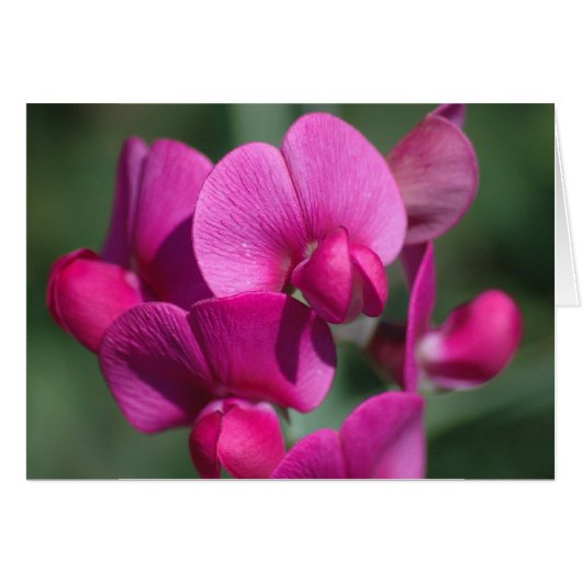 Pea Blossoms Cards (Front Horizontal)