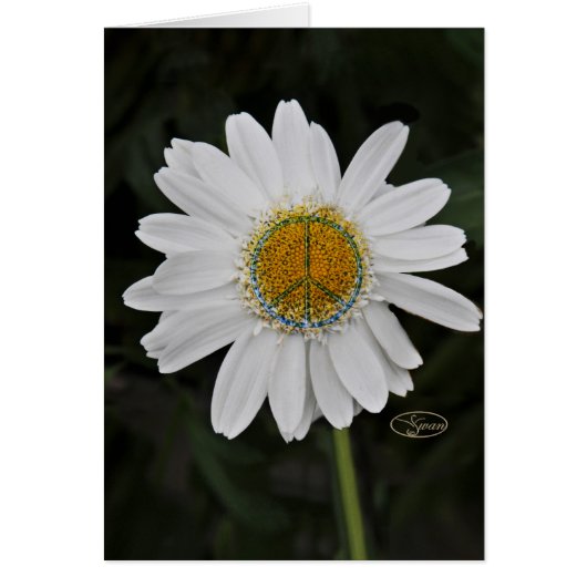 peace daisy cards (Front)