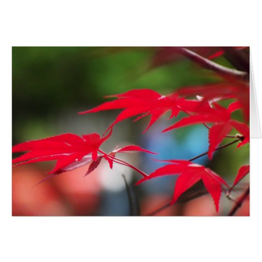 Peace from the Leaves Cards (Front Horizontal)