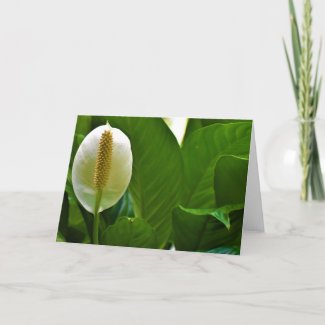 Peace Lily, card
