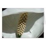 Peace Lily Elegant White Floral