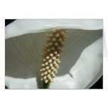 Peace Lily Elegant White Floral Cards