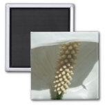 Peace Lily Elegant White Floral Magnet