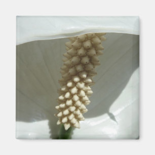 Peace Lily Elegant White Floral Magnet
