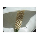 Peace Lily Elegant White Floral Postcard