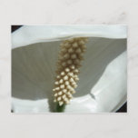 Peace Lily Elegant White Floral Postcard