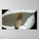 Peace Lily Elegant White Floral Poster