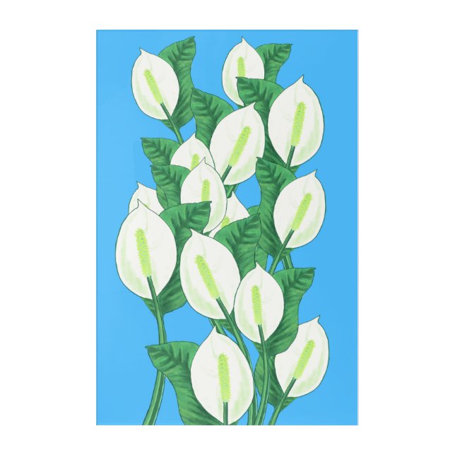 Peace Lily Illustration  Acrylic Print (Front)