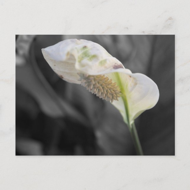 Peace Lily - Selective Color Postcard (Front)