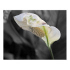 Peace Lily - Selective Color