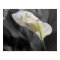 Peace Lily - Selective Color