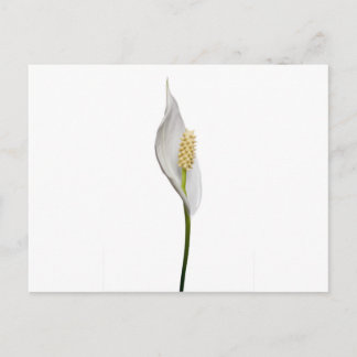 Peace Lily, Spathiphyllum Postcard