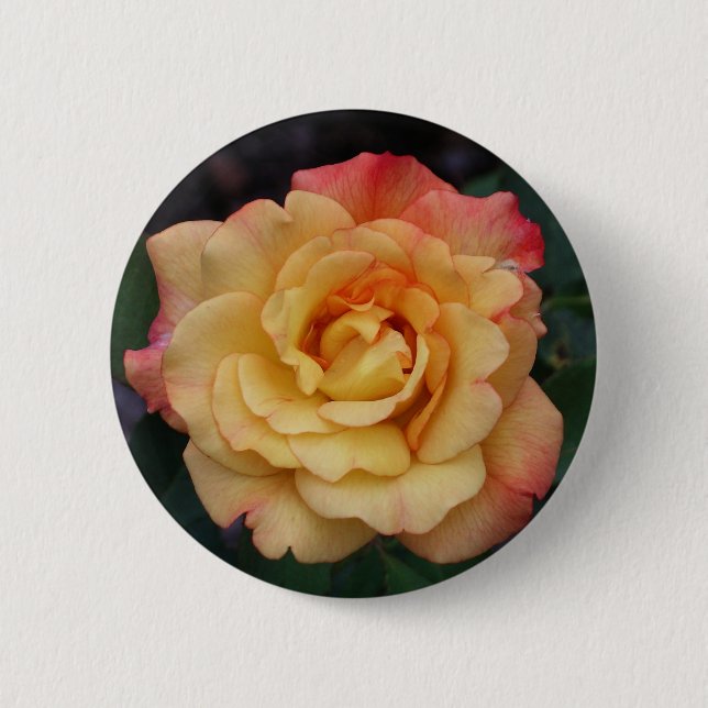 Peace Rose Beautiful Pink and Yellow Floral Button (Front)