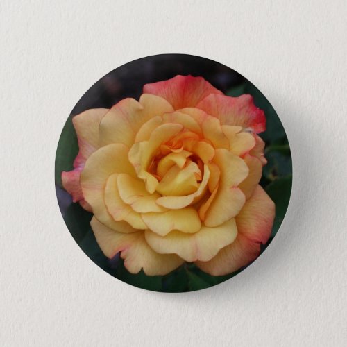 Peace Rose Beautiful Pink and Yellow Floral Button