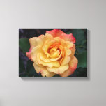 Peace Rose Beautiful Pink and Yellow Floral Canvas Print