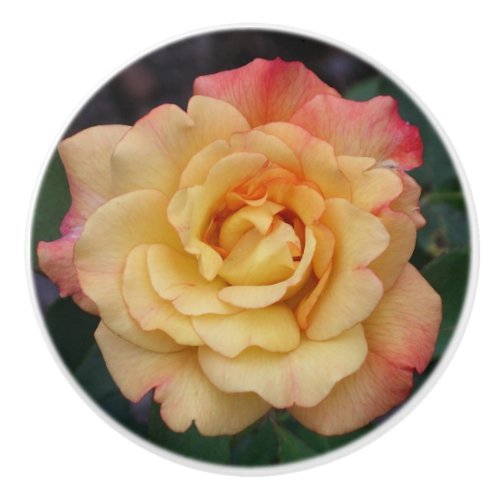 Peace Rose Beautiful Pink and Yellow Floral Ceramic Knob