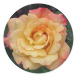 Peace Rose Beautiful Pink and Yellow Floral Classic Round Sticker