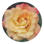 Peace Rose Beautiful Pink and Yellow Floral Classic Round Sticker