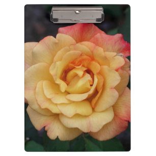 Peace Rose Beautiful Pink and Yellow Floral Clipboard
