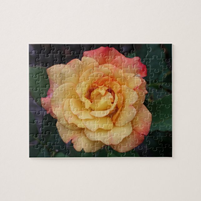 Peace Rose Beautiful Pink and Yellow Floral Jigsaw Puzzle (Horizontal)