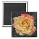 Peace Rose Beautiful Pink and Yellow Floral Magnet