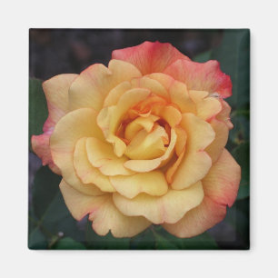 Peace Rose Beautiful Pink and Yellow Floral Magnet